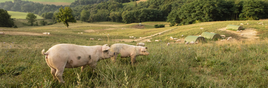 Le jambon de Bayonne plein air